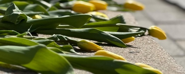 WARSZAWA | Tulipany dla Marii Kaczyńskiej – Akcja Klubów Gazety Polskiej
